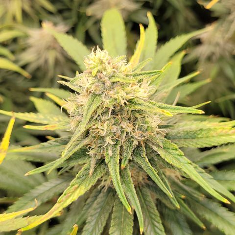 Blue Gelato growlog timeline photo