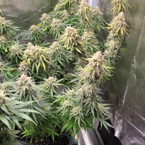 Blue Gelato growlog photo: Eine Pflanze hat einen headbud der schimmelig war. Den habe ich vorsichtig mit einer Tüte entfernt. Ich schätze auf grauschimmel. Jeden 2. TAG Gründlich kontrollieren. Evtl etwas früher ernten.