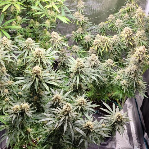 Blue Gelato growlog photo: Eine Pflanze hat einen headbud der schimmelig war. Den habe ich vorsichtig mit einer Tüte entfernt. Ich schätze auf grauschimmel. Jeden 2. TAG Gründlich kontrollieren. Evtl etwas früher ernten.