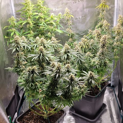 Blue Gelato growlog photo: Eine Pflanze hat einen headbud der schimmelig war. Den habe ich vorsichtig mit einer Tüte entfernt. Ich schätze auf grauschimmel. Jeden 2. TAG Gründlich kontrollieren. Evtl etwas früher ernten.