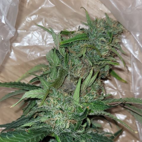 Blue Gelato growlog photo: Eine Pflanze hat einen headbud der schimmelig war. Den habe ich vorsichtig mit einer Tüte entfernt. Ich schätze auf grauschimmel. Jeden 2. TAG Gründlich kontrollieren. Evtl etwas früher ernten.