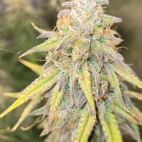 Blue Gelato growlog photo: Eine Pflanze hat einen headbud der schimmelig war. Den habe ich vorsichtig mit einer Tüte entfernt. Ich schätze auf grauschimmel. Jeden 2. TAG Gründlich kontrollieren. Evtl etwas früher ernten.