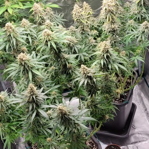 Blue Gelato growlog photo: Höhe angepasst damit sie alle auf einer Höhe sind. Und Lampe auf ca 25-28cm höhe gehangen.