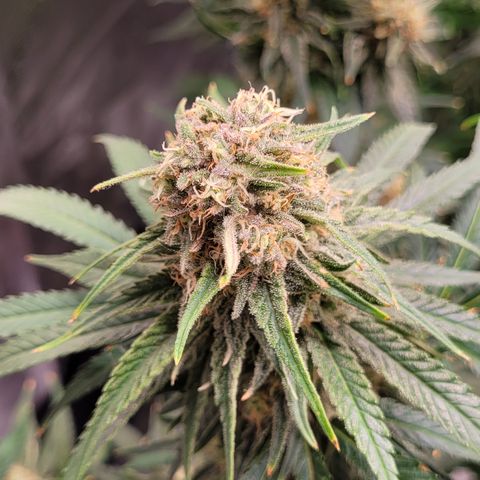 Blue Gelato growlog photo: Höhe angepasst damit sie alle auf einer Höhe sind. Und Lampe auf ca 25-28cm höhe gehangen.