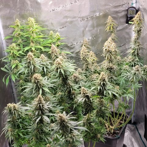 Blue Gelato growlog photo: Höhe angepasst damit sie alle auf einer Höhe sind. Und Lampe auf ca 25-28cm höhe gehangen.