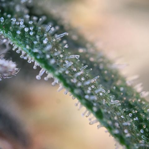 Blue Gelato growlog photo: Höhe angepasst damit sie alle auf einer Höhe sind. Und Lampe auf ca 25-28cm höhe gehangen.