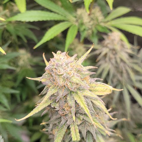 Blue Gelato growlog photo: Höhe angepasst damit sie alle auf einer Höhe sind. Und Lampe auf ca 25-28cm höhe gehangen.