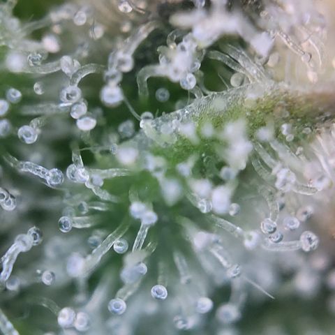 Blue Gelato growlog photo: Höhe angepasst damit sie alle auf einer Höhe sind. Und Lampe auf ca 25-28cm höhe gehangen.