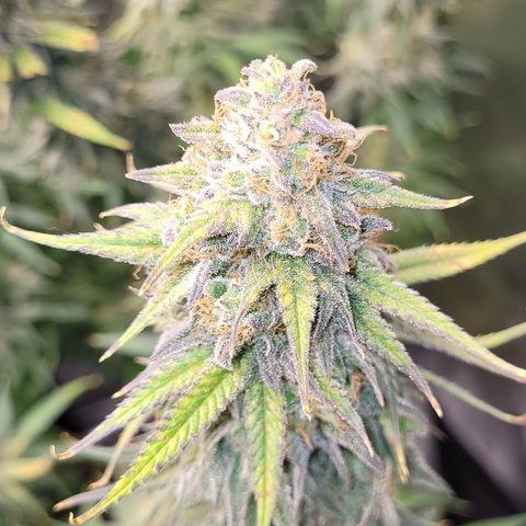 Blue Gelato growlog photo: Höhe angepasst damit sie alle auf einer Höhe sind. Und Lampe auf ca 25-28cm höhe gehangen.
