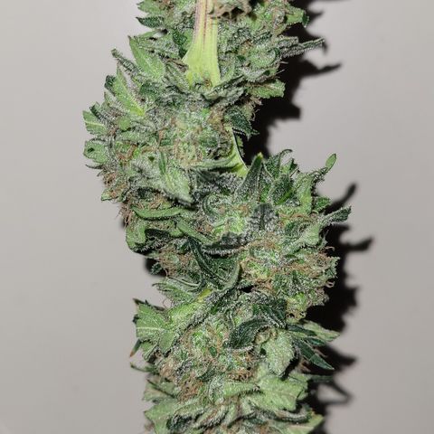 Blue Gelato growlog photo: 1 Ast nur. 