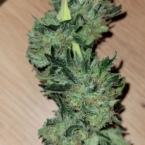 Blue Gelato growlog photo: 1 Ast nur. 