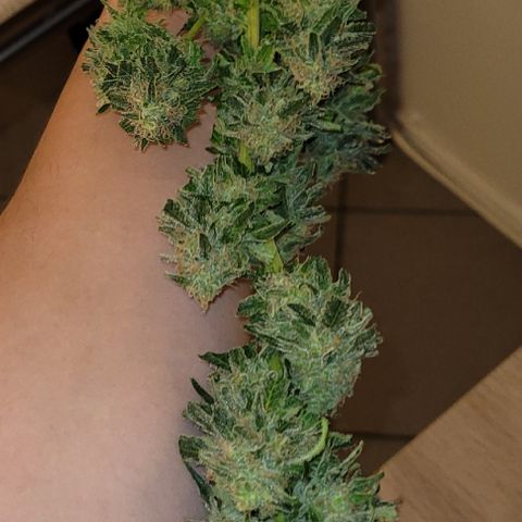 Blue Gelato growlog photo: 1 Ast nur. 