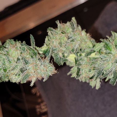 Blue Gelato growlog photo: 1 Ast nur. 
