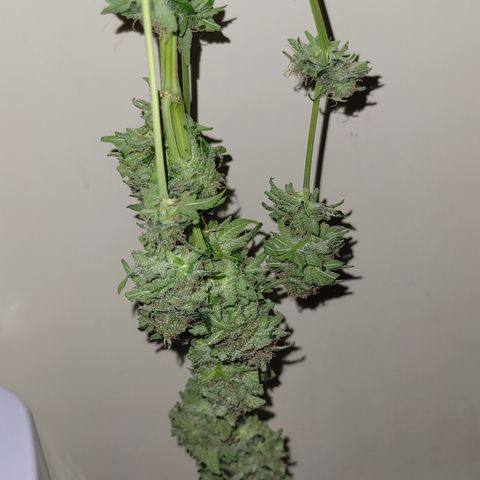 Blue Gelato growlog photo: 1 Ast nur. 