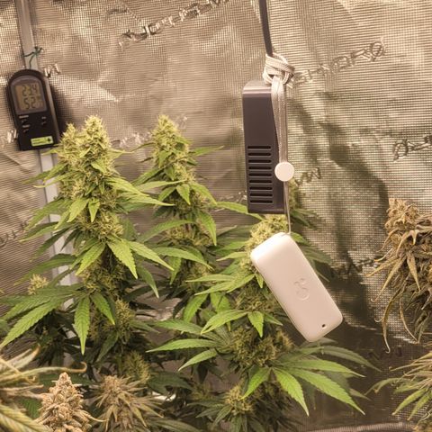 Blue Gelato growlog timeline photo