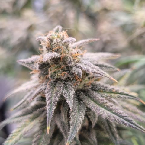Blue Gelato growlog timeline photo