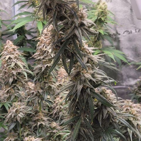 Blue Gelato growlog timeline photo