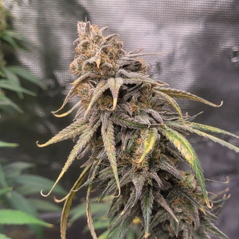 Blue Gelato growlog timeline photo