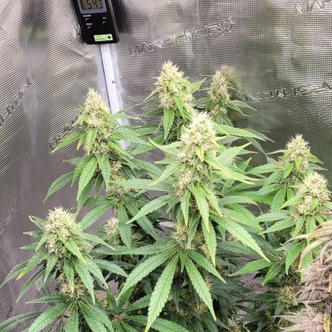 Blue Gelato growlog timeline photo