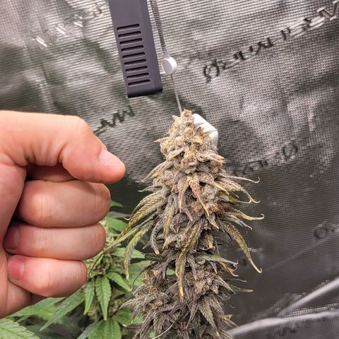 Blue Gelato growlog timeline photo