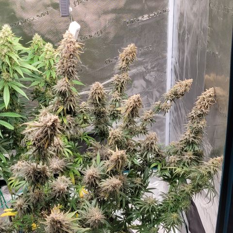 Blue Gelato growlog timeline photo