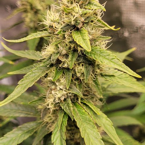 Blue Gelato growlog timeline photo