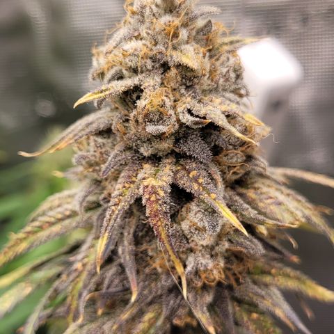 Blue Gelato growlog timeline photo