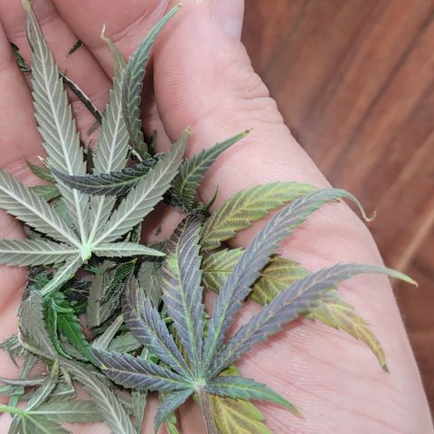 Blue Gelato growlog timeline photo