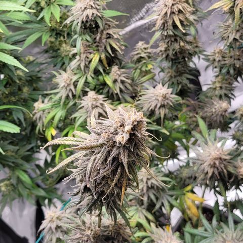 Blue Gelato growlog timeline photo