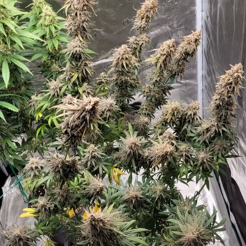 Blue Gelato growlog timeline photo