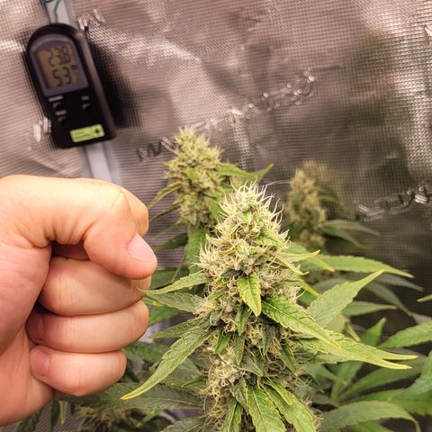 Blue Gelato growlog timeline photo