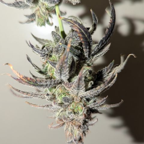 Blue Gelato growlog photo: Probe nach fast 12 Wochen Blüte. Muss ab morgen die eine spülen.