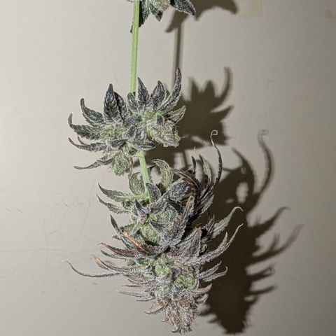 Blue Gelato growlog photo: Probe nach fast 12 Wochen Blüte. Muss ab morgen die eine spülen.