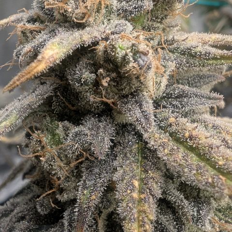 Blue Gelato growlog timeline photo