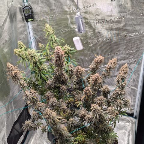 Blue Gelato growlog timeline photo