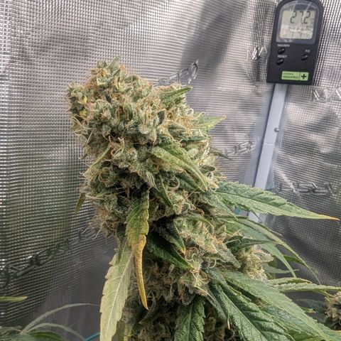 Blue Gelato growlog timeline photo