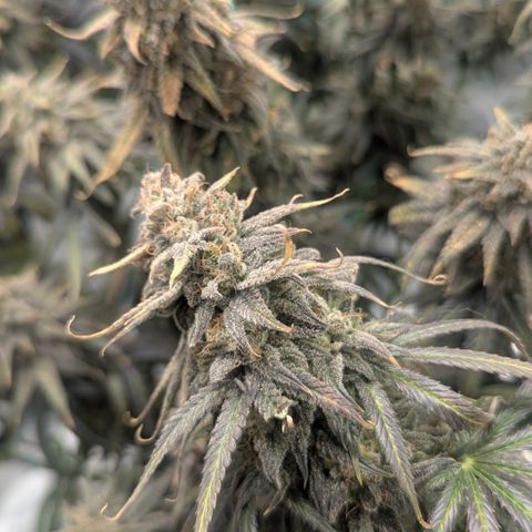 Blue Gelato growlog timeline photo