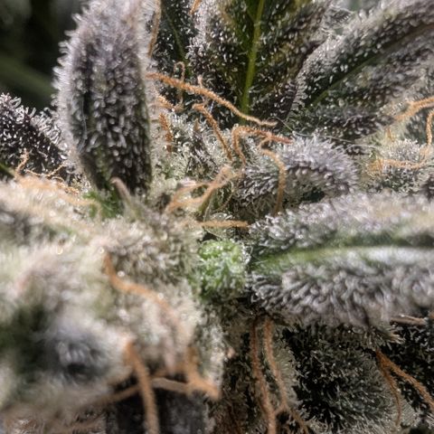 Blue Gelato growlog timeline photo