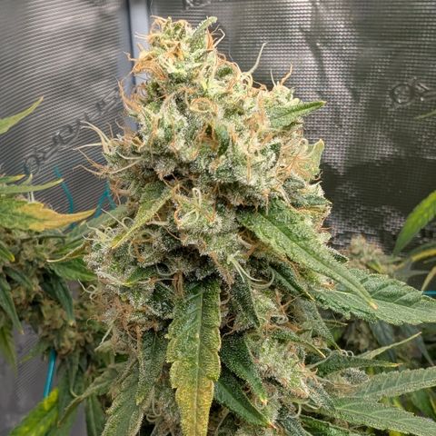 Blue Gelato growlog timeline photo