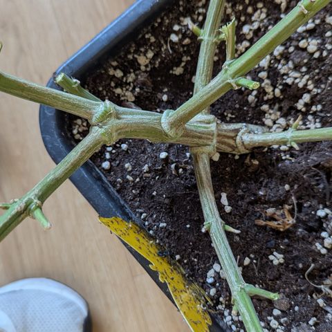 Blue Gelato growlog timeline photo