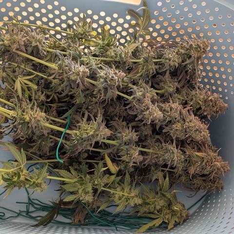 Blue Gelato growlog timeline photo