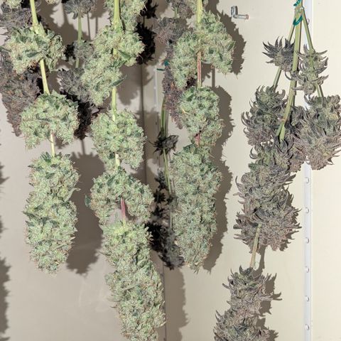 Blue Gelato growlog timeline photo