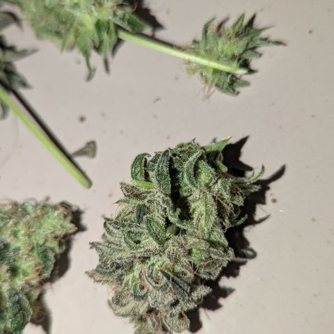 Blue Gelato growlog timeline photo