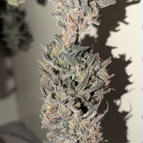 Blue Gelato growlog timeline photo
