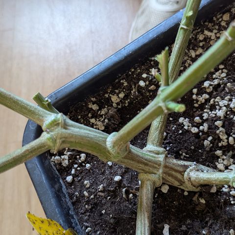 Blue Gelato growlog timeline photo