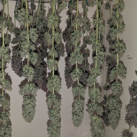 Blue Gelato growlog timeline photo
