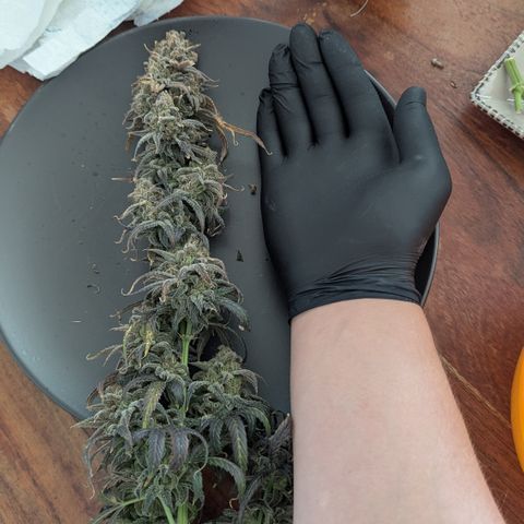 Blue Gelato growlog timeline photo