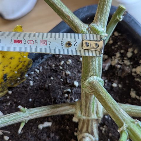 Blue Gelato growlog timeline photo
