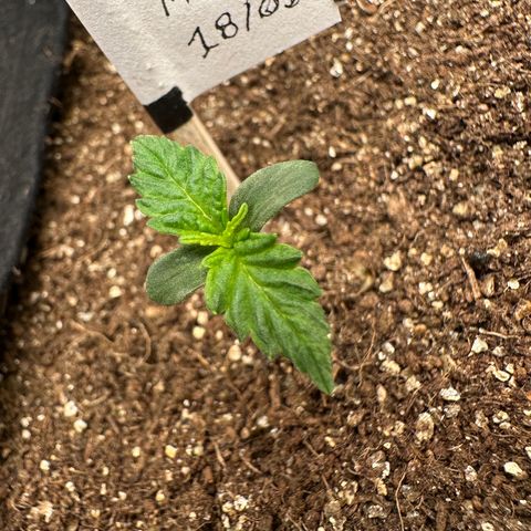 Biscotti Mintz Auto growlog timeline photo