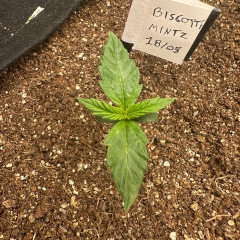 Biscotti Mintz Auto growlog timeline photo